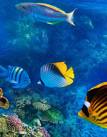 The Ultimate Guide to Scuba Diving in the Maldives